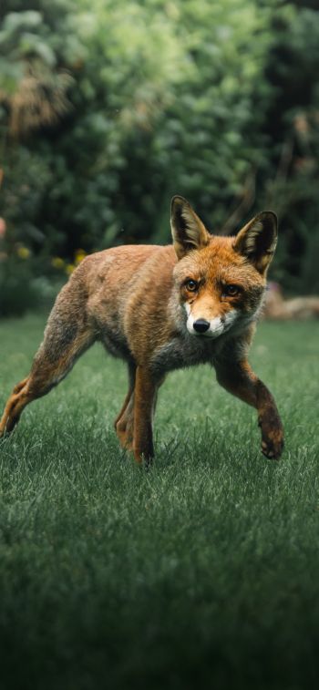 red fox, wildlife Wallpaper 1284x2778