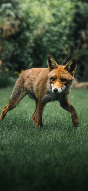 red fox, wildlife Wallpaper 1080x2340