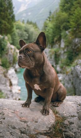 french bulldog, dog, pet Wallpaper 600x1024