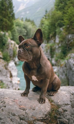 french bulldog, dog, pet Wallpaper 1200x2000