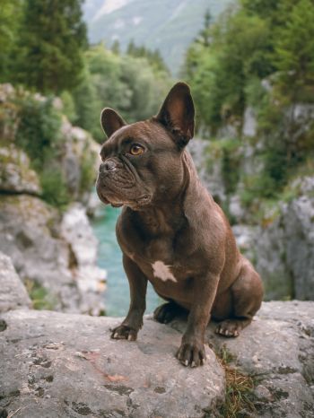 french bulldog, dog, pet Wallpaper 1620x2160
