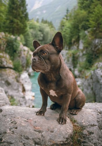 french bulldog, dog, pet Wallpaper 1668x2388