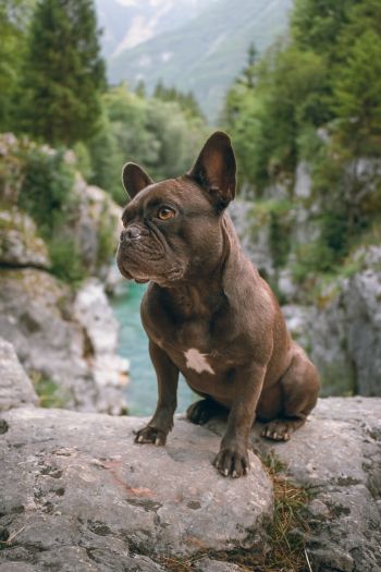 french bulldog, dog, pet Wallpaper 640x960