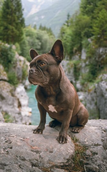 french bulldog, dog, pet Wallpaper 800x1280