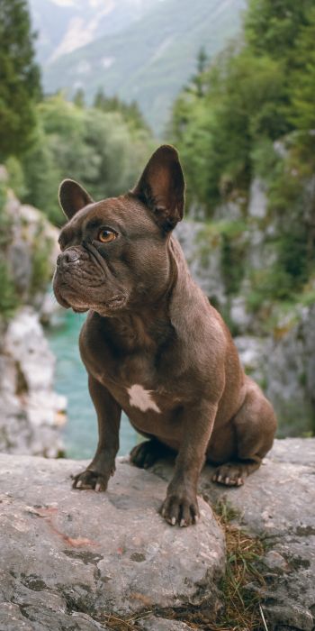 french bulldog, dog, pet Wallpaper 720x1440
