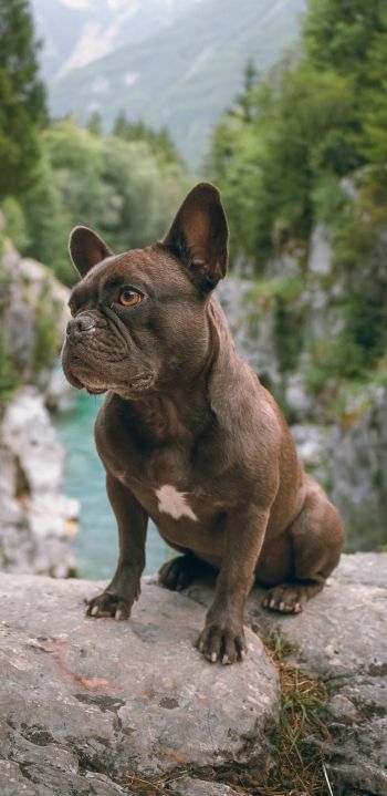 french bulldog, dog, pet Wallpaper 1080x2220