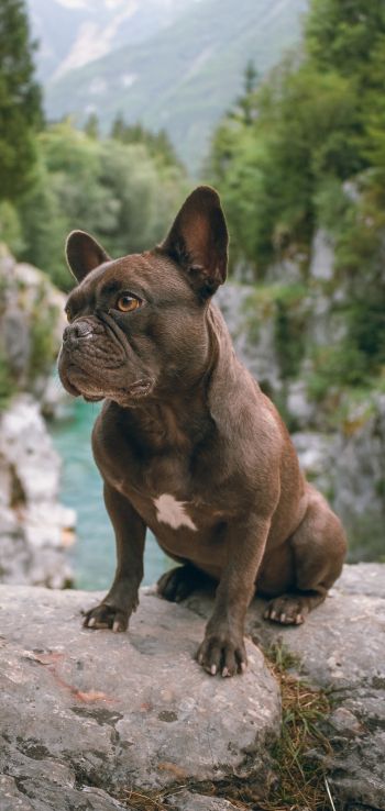 french bulldog, dog, pet Wallpaper 1440x3040