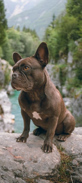 french bulldog, dog, pet Wallpaper 1440x3200