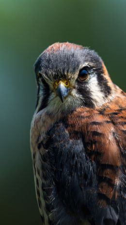 hawk, bird, look Wallpaper 640x1136