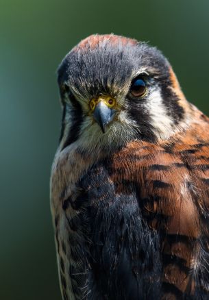 hawk, bird, look Wallpaper 1640x2360