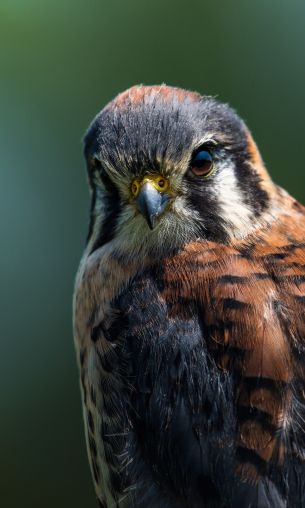 hawk, bird, look Wallpaper 1200x2000