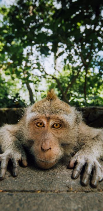 monkey, look, muzzle Wallpaper 1080x2220