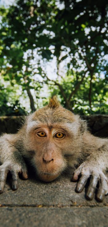 monkey, look, muzzle Wallpaper 720x1520