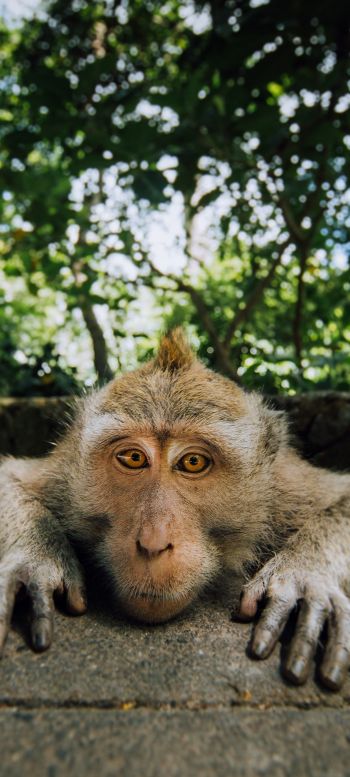 monkey, look, muzzle Wallpaper 1080x2400