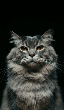 cat, look, muzzle Wallpaper 600x1024