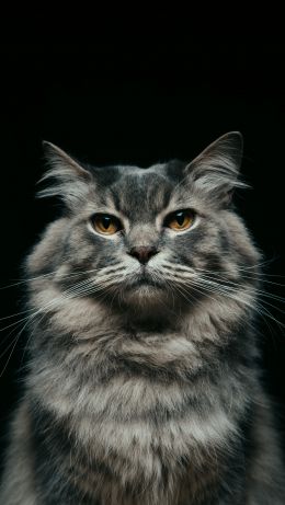 cat, look, muzzle Wallpaper 640x1136