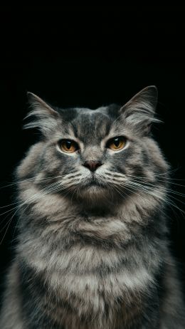 cat, look, muzzle Wallpaper 750x1334