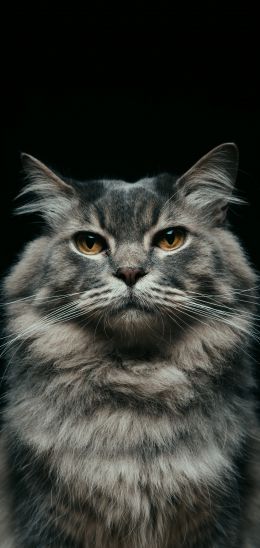 cat, look, muzzle Wallpaper 1080x2280