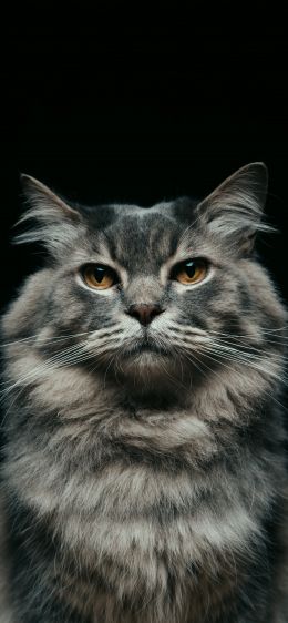 cat, look, muzzle Wallpaper 1125x2436