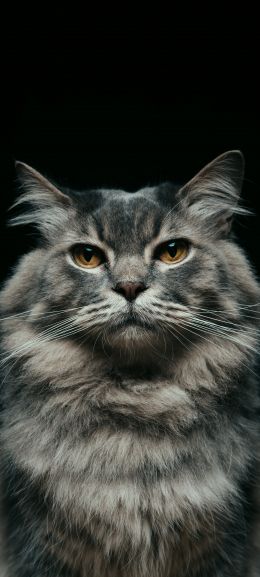 cat, look, muzzle Wallpaper 1440x3200