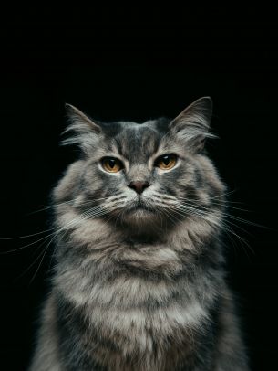 cat, look, muzzle Wallpaper 5348x7135