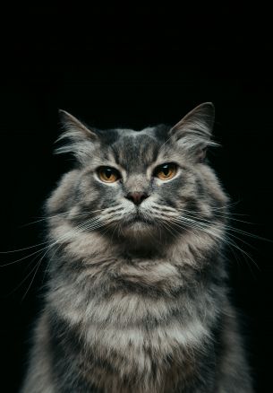 cat, look, muzzle Wallpaper 1640x2360