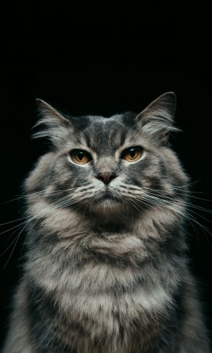 cat, look, muzzle Wallpaper 1200x2000