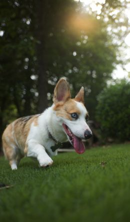 welsh corgi, dog, pet Wallpaper 600x1024