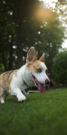 welsh corgi, dog, pet Wallpaper 720x1440