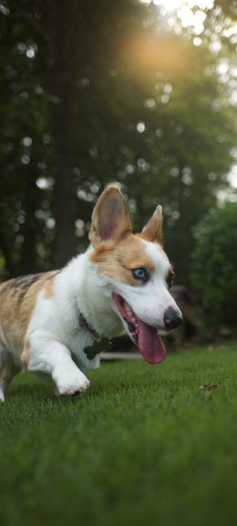 welsh corgi, dog, pet Wallpaper 720x1600