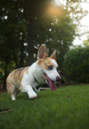 welsh corgi, dog, pet Wallpaper 1640x2360