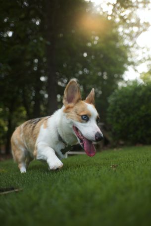 welsh corgi, dog, pet Wallpaper 640x960