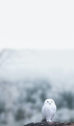 owl, bird, white Wallpaper 600x1024