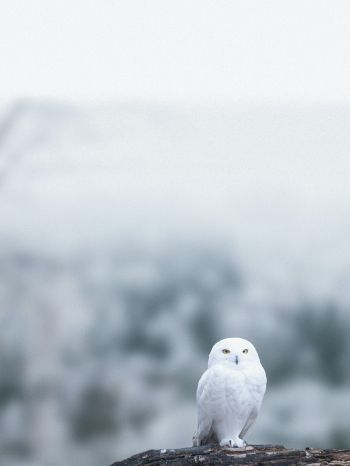 owl, bird, white Wallpaper 1620x2160