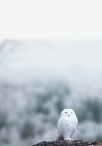 owl, bird, white Wallpaper 1668x2388