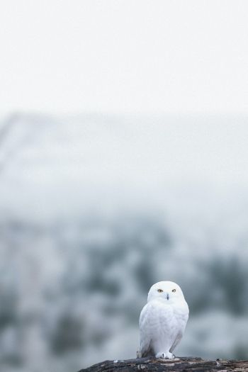 owl, bird, white Wallpaper 640x960