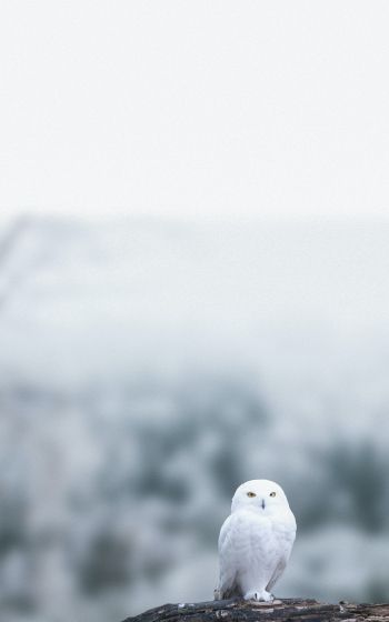 owl, bird, white Wallpaper 1200x1920