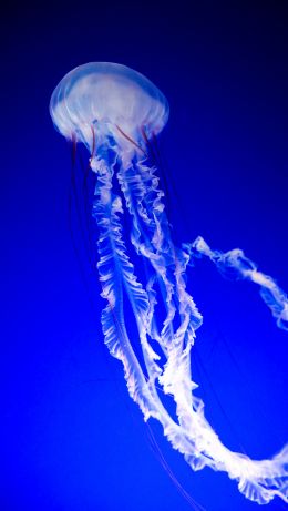 Обои 640x1136 медуза, синий, подводный мир