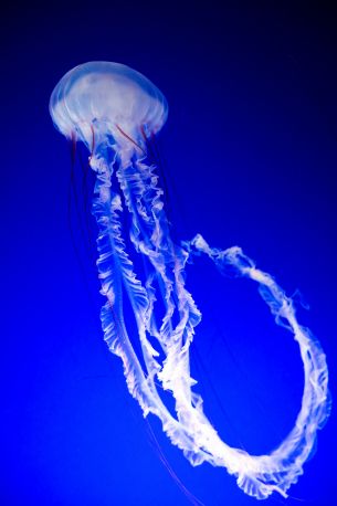 Обои 4024x6048 медуза, синий, подводный мир