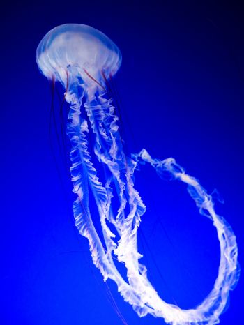 Обои 1620x2160 медуза, синий, подводный мир