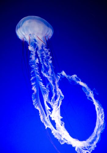 Обои 1668x2388 медуза, синий, подводный мир