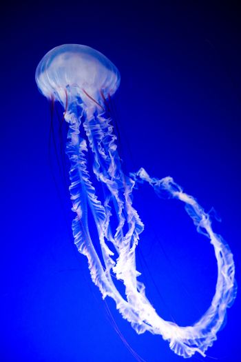 Обои 640x960 медуза, синий, подводный мир