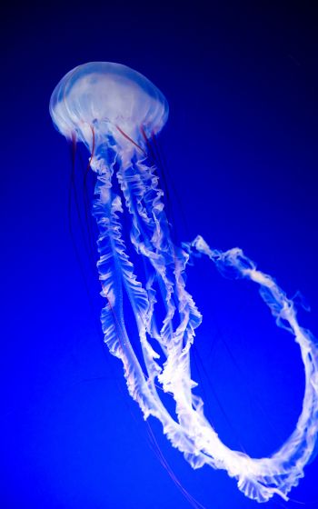 Обои 1600x2560 медуза, синий, подводный мир