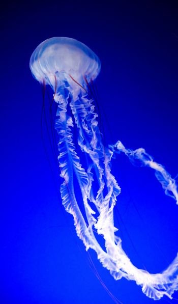 Обои 600x1024 медуза, синий, подводный мир