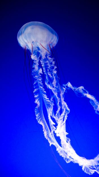 jellyfish, blue, underwater world Wallpaper 640x1136