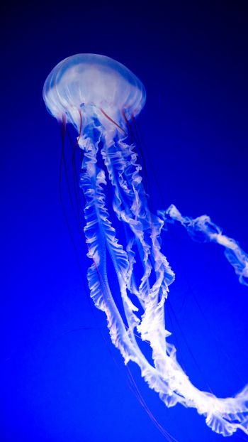 Обои 750x1334 медуза, синий, подводный мир