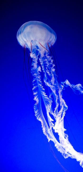 jellyfish, blue, underwater world Wallpaper 1080x2220