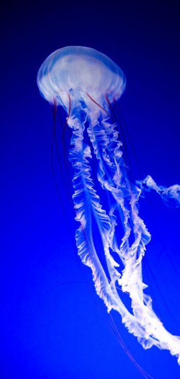 jellyfish, blue, underwater world Wallpaper 1440x3040