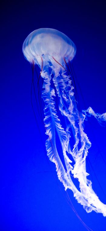 Обои 1080x2340 медуза, синий, подводный мир
