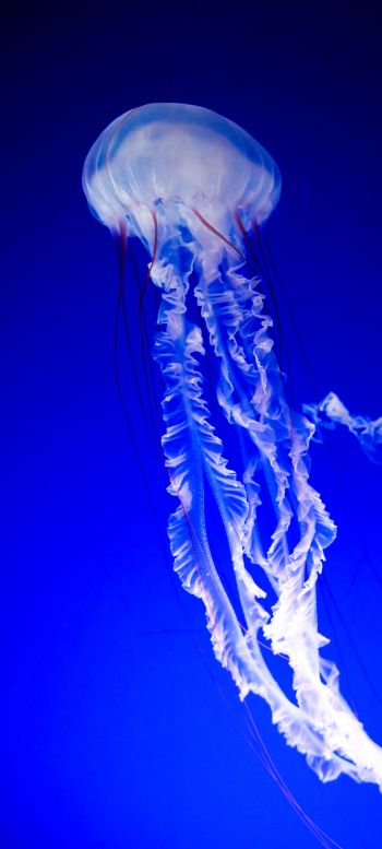Обои 1080x2400 медуза, синий, подводный мир